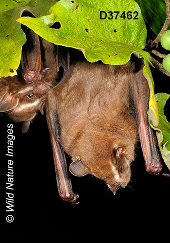 Artibeus lituratus